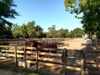 Paddocks